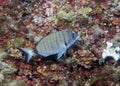 A White Seabream Diplodus sargus in the Mediterranean Sea Royalty Free Stock Photo