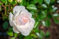 White Seafoam Groundcover Rose
