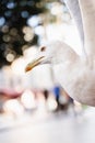 White seagul bird with big winspread close-up. Royalty Free Stock Photo