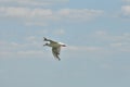 A white seagull in the air over the sea, the flight of a bird against the background of a clear sky Royalty Free Stock Photo