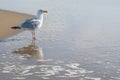 White seagull on the beach, standing by the water.