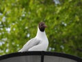White seagull bird Royalty Free Stock Photo