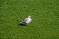 White Seagull bird standing on grass Royalty Free Stock Photo