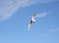 white seagull with black head flies