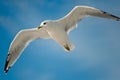 White seagull with black wingtips