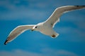White seagull with black wingtips