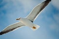 White seagull with black wingtips