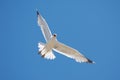 White Seagull on Blue Sky