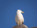 White seagull - blue sky background