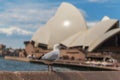 White Seagull on a blurred background of the Opera House, Sydney, New South Wales, Australia