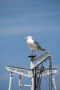 White seagull on a boat mast against blue sky Royalty Free Stock Photo