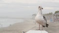 White seagull, California pacific ocean beach. Lovely bird close up on pier in Oceanside.