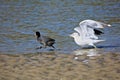 Seagull duck chase Royalty Free Stock Photo