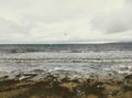 White seagull, dove above mossy, sand beach shore. Royalty Free Stock Photo