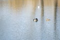 White seagull and ducks swim in blue water on a bright sunny day. Birds swim in a spring pond Royalty Free Stock Photo