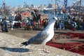 Seagull in Essaouira port, morocco