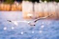 The white seagull expands its wings wide  flying over the water surface at Bang Pu Sea  bird migration season. Royalty Free Stock Photo