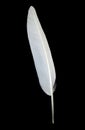 White seagull feather Royalty Free Stock Photo