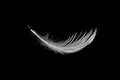 White seagull feather on black Royalty Free Stock Photo