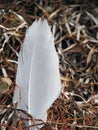 White Seagull Feather in Detail