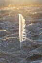 White seagull feather stuck in the sand Royalty Free Stock Photo