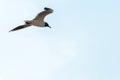 A white seagull flies against the background of a blue cloudless sky Royalty Free Stock Photo