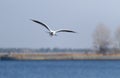 White seagull flies on blue sky