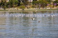 A white seagull in flight over a rippling lake with Canadian geese and ducks swimming in the water surrounded by lush green palm t Royalty Free Stock Photo