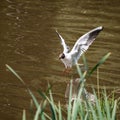 White seagull in flight Royalty Free Stock Photo