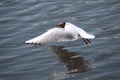 White seagull in flight Royalty Free Stock Photo