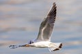 White seagull in flight over the waters of the pond. urban birds. Waterfowl with open wings Royalty Free Stock Photo