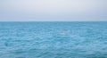 The white seagull flying above the perfect clear blue sky above the sea, and prepare to gliding to the sea level for eat fish Royalty Free Stock Photo