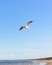 White seagull flying above the seacoast in bright blue sky Royalty Free Stock Photo