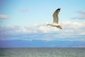 White seagull flying above the water surface with the sea and clouds background Royalty Free Stock Photo