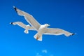 White seagull flying against the blue sky Royalty Free Stock Photo