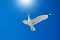 White seagull flying against the blue sky Royalty Free Stock Photo