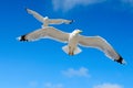 White seagull flying against the blue sky Royalty Free Stock Photo