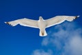 White seagull flying against the blue sky Royalty Free Stock Photo