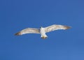 White seagull flying against the blue sky Royalty Free Stock Photo