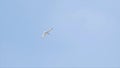 White Seagull flying against blue sky. Action. Beautiful flying white gull with outstretched wings in search of food on Royalty Free Stock Photo