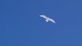 White Seagull flying against blue sky. Action. Beautiful flying white gull with outstretched wings in search of food on Royalty Free Stock Photo