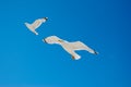 White seagull flying against the blue sky Royalty Free Stock Photo