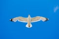 White seagull flying against the blue sky Royalty Free Stock Photo