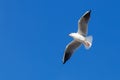 White Seagull flying on blue sky background Royalty Free Stock Photo