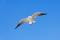 White Seagull flying on blue sky background. Royalty Free Stock Photo