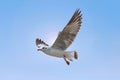 White Seagull flying on blue sky background. Freedom concept Royalty Free Stock Photo