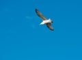 White seagull flying in the blue sky, one seagull in blue background, flying bird in the sky,white isolated bird in the blue sky Royalty Free Stock Photo