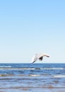 White seagull flying in blue sky, over the sea Royalty Free Stock Photo