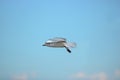 White seagull flying in the blue sky Science name is Charadriiformes Laridae . Selective focus and shallow depth of field.