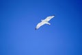 Seagull Portrait On Blue Sky